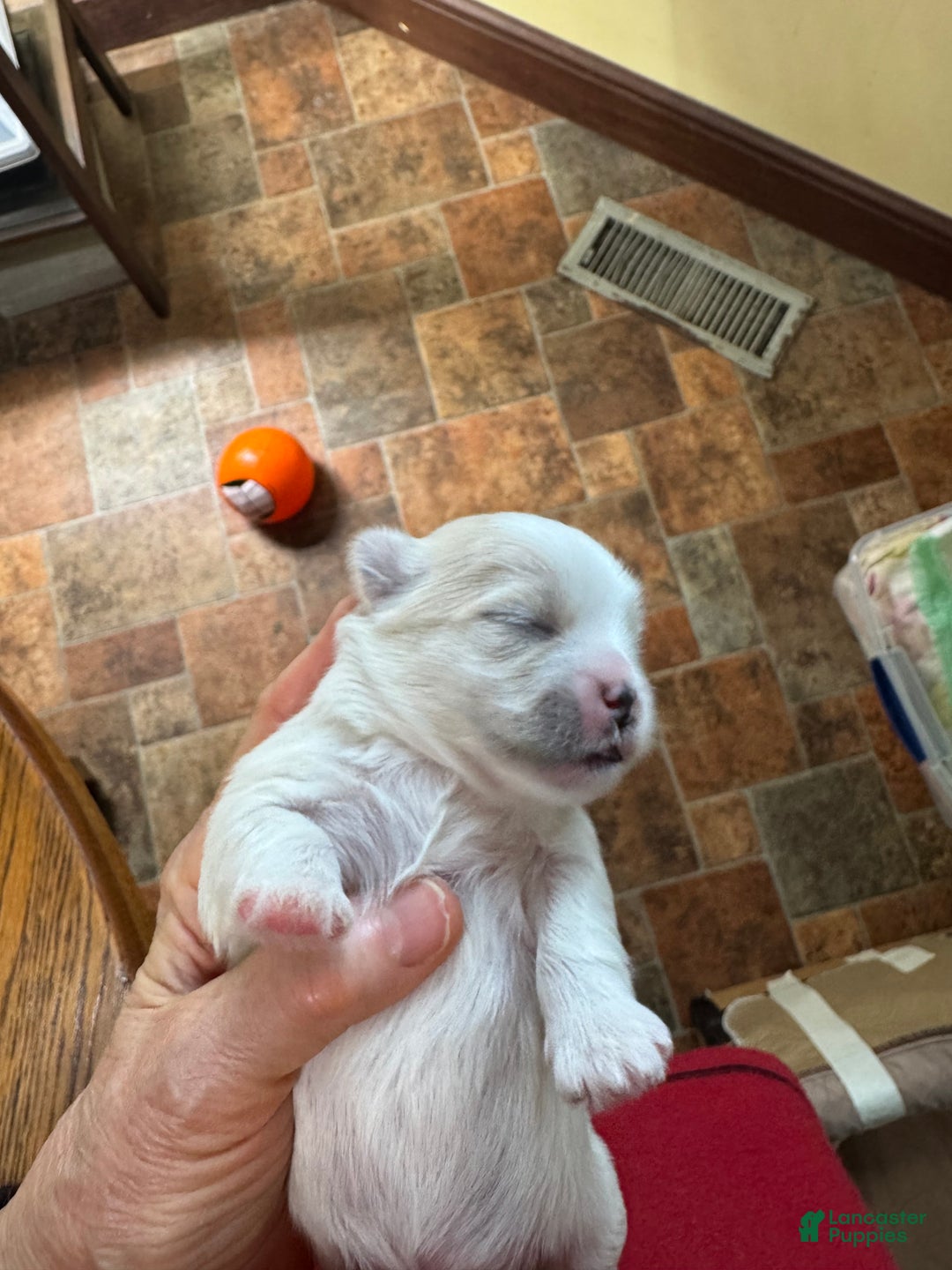 Shih Tzu dogs for sale: Tony - Ad 2