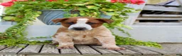 Australian Cattle Dog dogs for sale: Ace - Ad 2