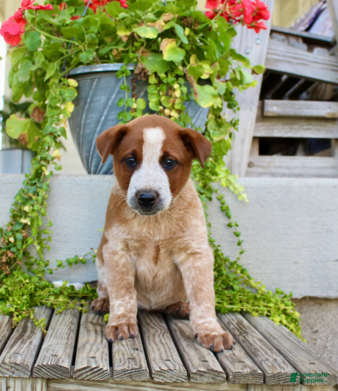 Australian Cattle Dog dogs for sale: Ace - Ad 2