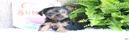 Yorkshire Terrier dogs for sale: Michael - Ad 1
