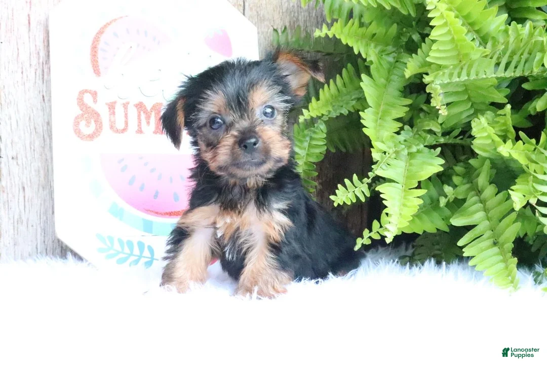 Yorkshire Terrier dogs for sale: Michael - Ad 1