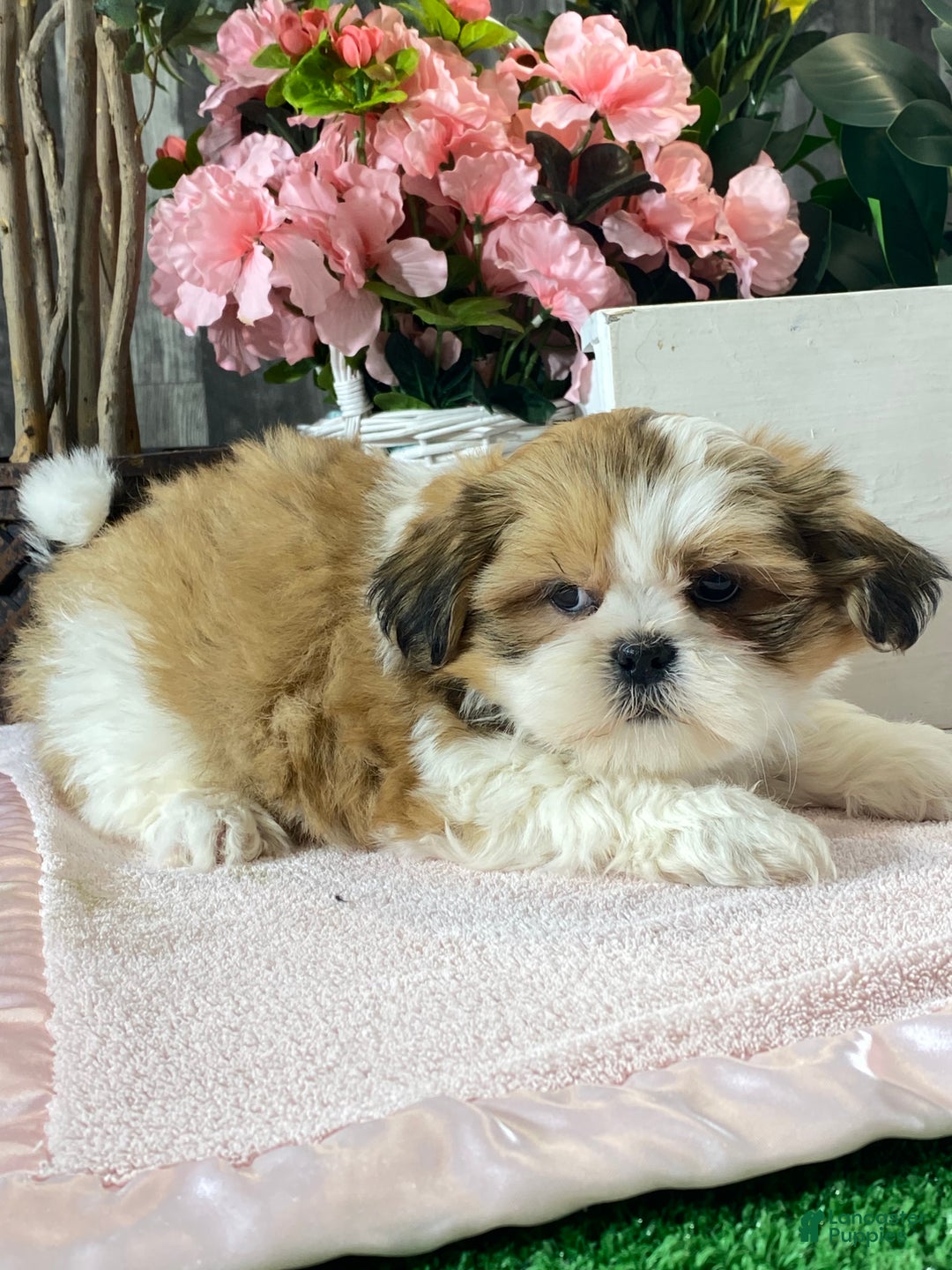 Mixed Breed dogs for sale: Olive  - Ad 6