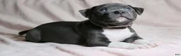 American Bully dogs for sale: Sindell - Ad 1