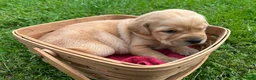 Labrador Retriever dogs for sale: Phyllis Phillie- White - Ad 6