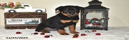 Rottweiler dogs for sale: Alisa - Ad 3