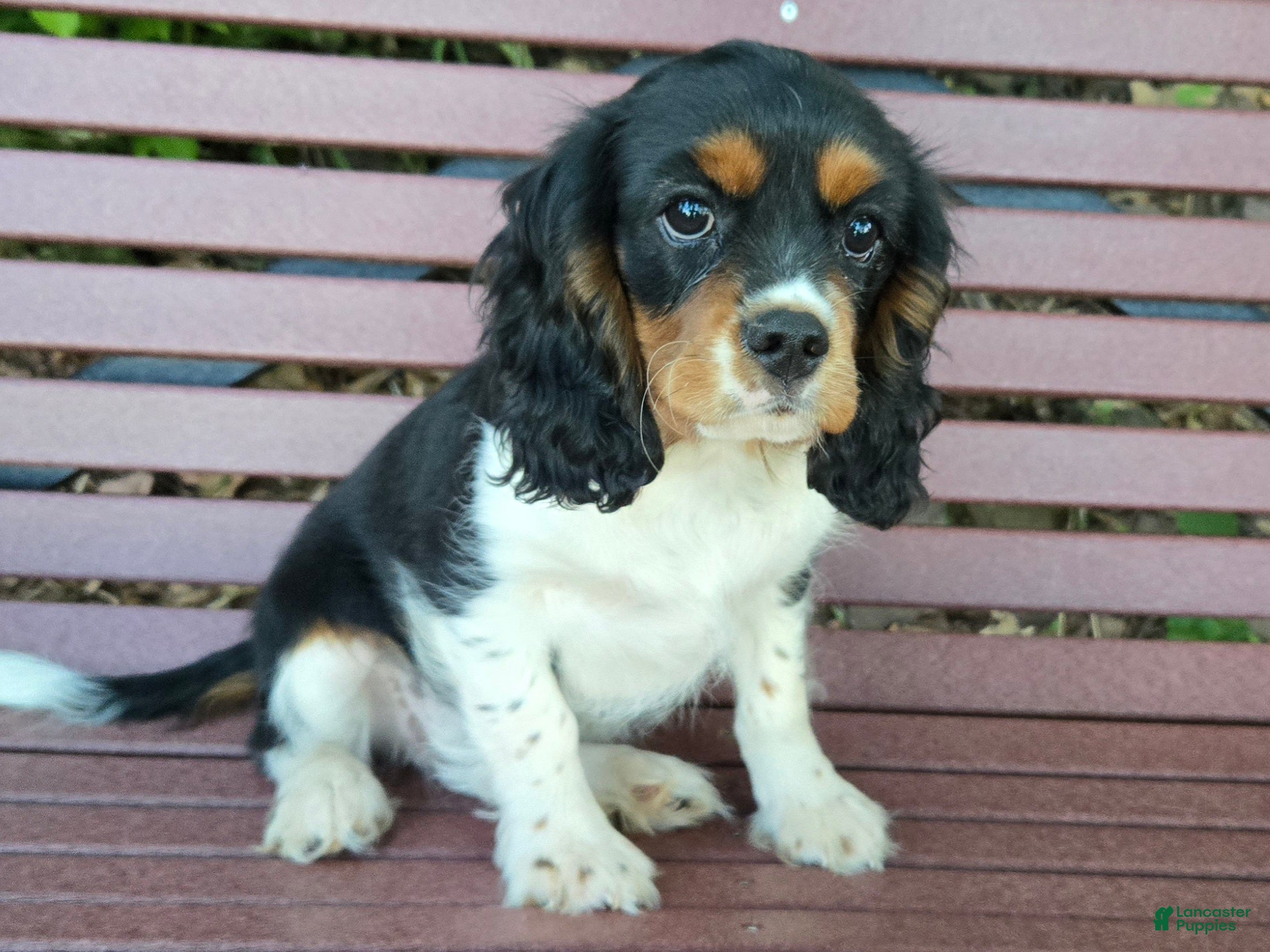 Cavalier King Charles Spaniel dogs Cocoa - Ad 1