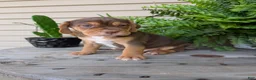 Beabull dogs for sale: Gus - Ad 7