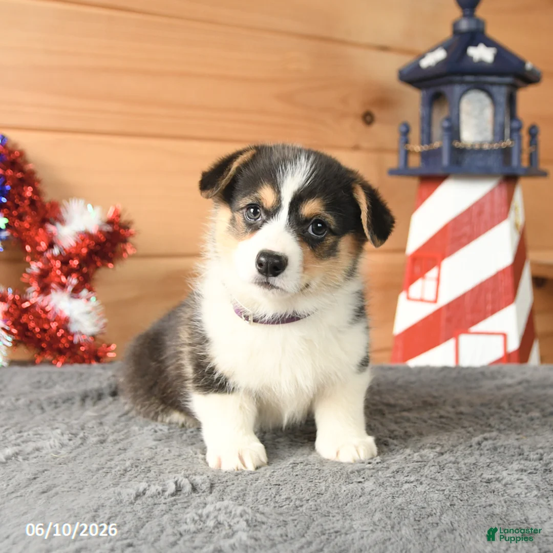 Welsh Corgi Pembroke dogs for sale: Benjamin Franklin - Ad 5