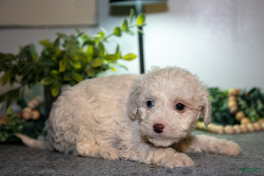 Cavapoo dogs for sale: Marsha - Ad 3