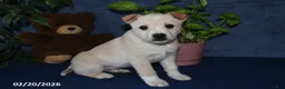 Mixed Breed dogs for sale: Bowser - Ad 4