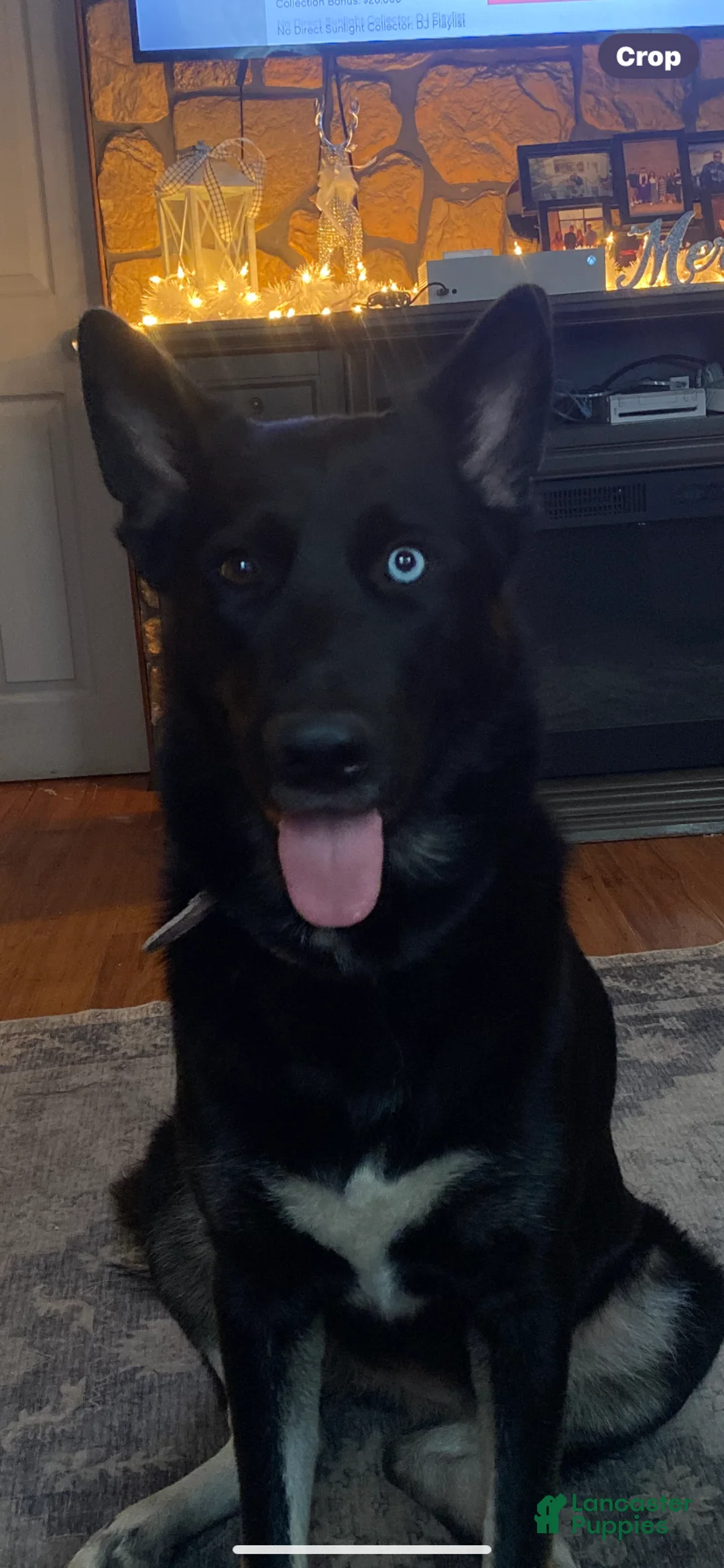 German Shepherd dogs for sale:  Puppy 2 - Ad 2