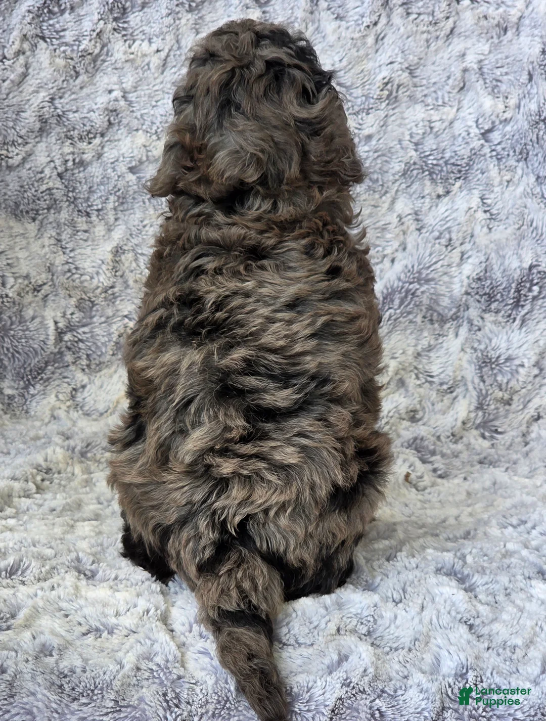 Cavapoo dogs for sale: Sailor - Ad 5