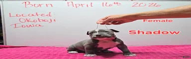 American Bully Puppy 4