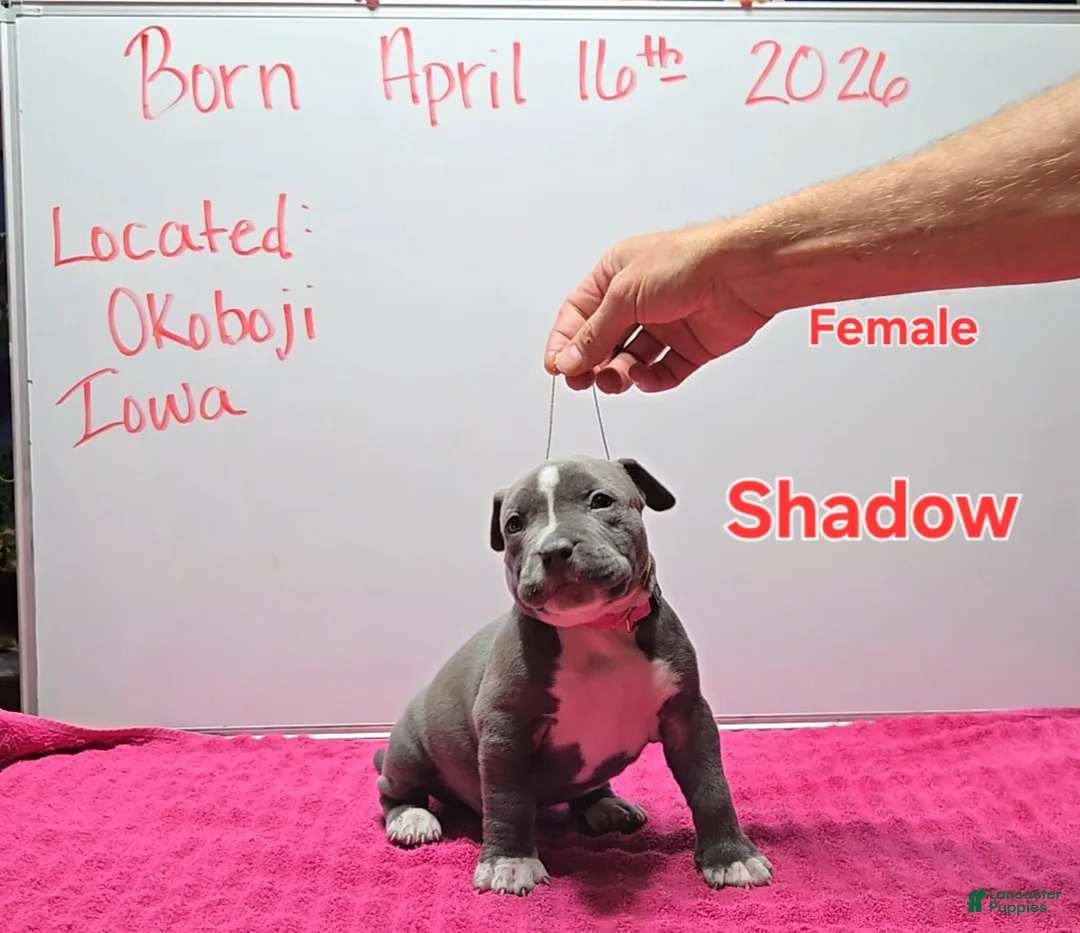 American Bully dogs for sale: American Bully Puppy 4 - Ad 1