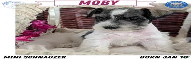 Moby 