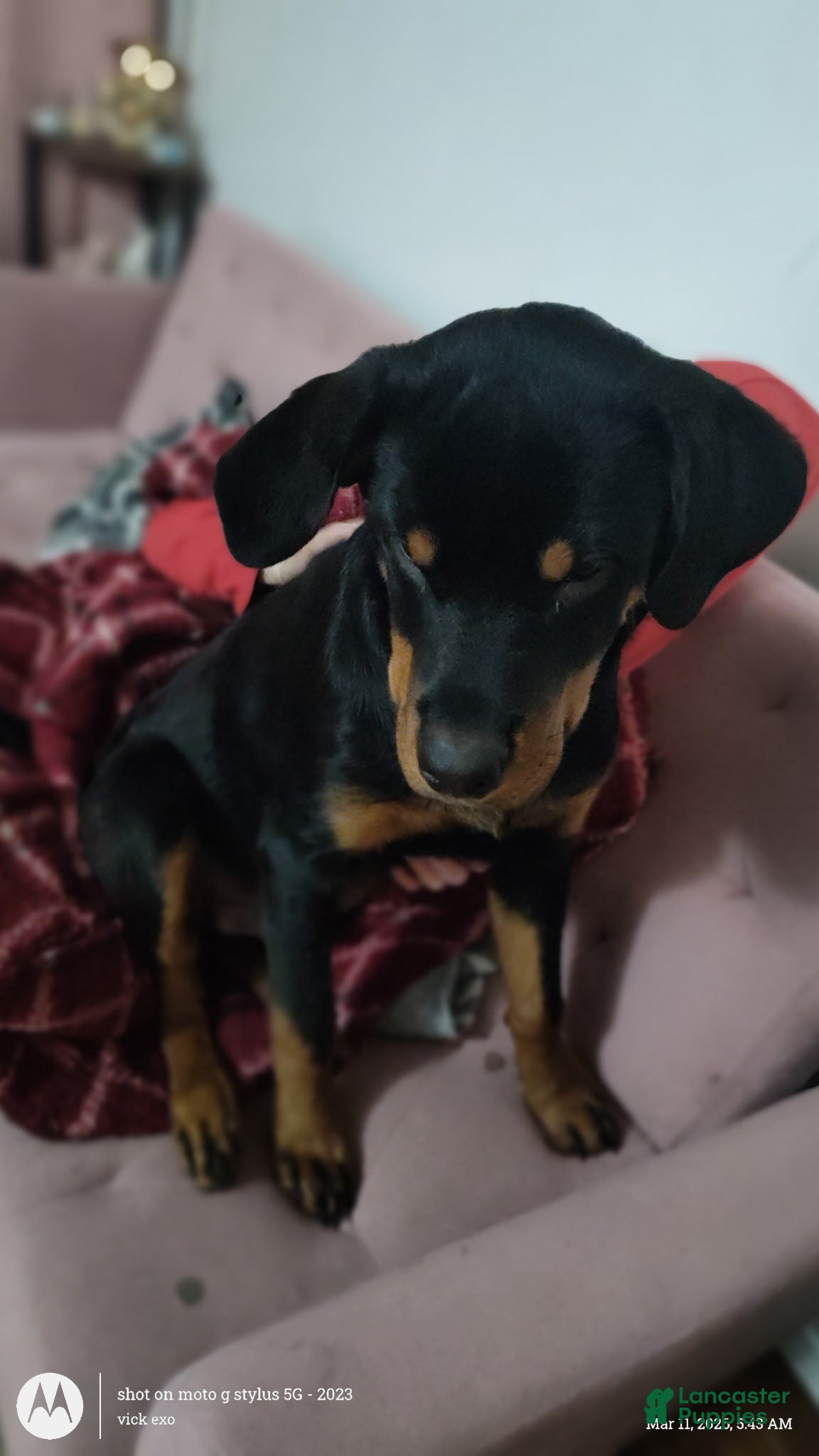 Rottweiler dogs Rottweiler Puppy 1 - Ad 38