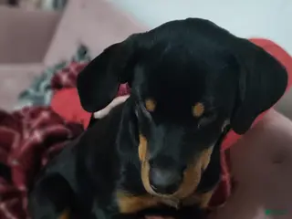 Rottweiler dogs Rottweiler Puppy 1 - Ad 38