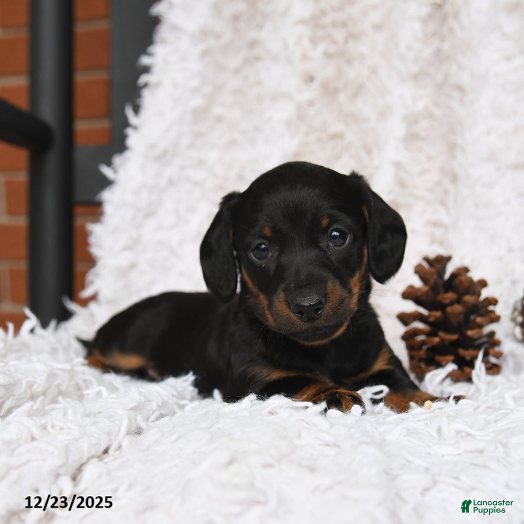 Miniature Dachshund dogs for sale: Shadow - Ad 1