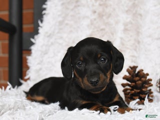 Miniature Dachshund dogs Shadow - Ad 39