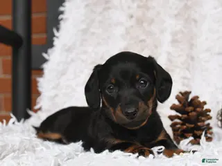 Miniature Dachshund dogs Shadow - Ad 26