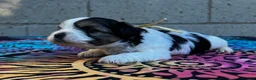 Yorkiepoo dogs for sale: Charlie  - Ad 7