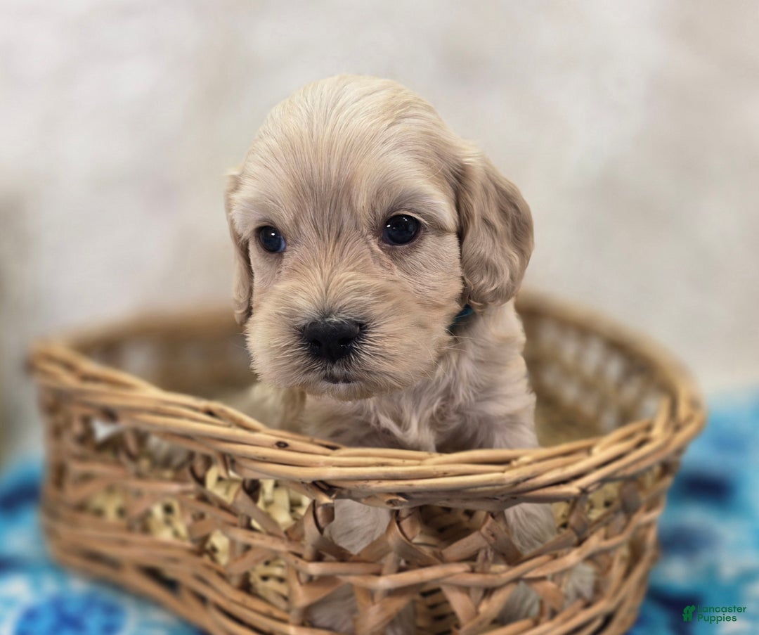 Cockapoo dogs for sale: Lieutenant Pete - Ad 32