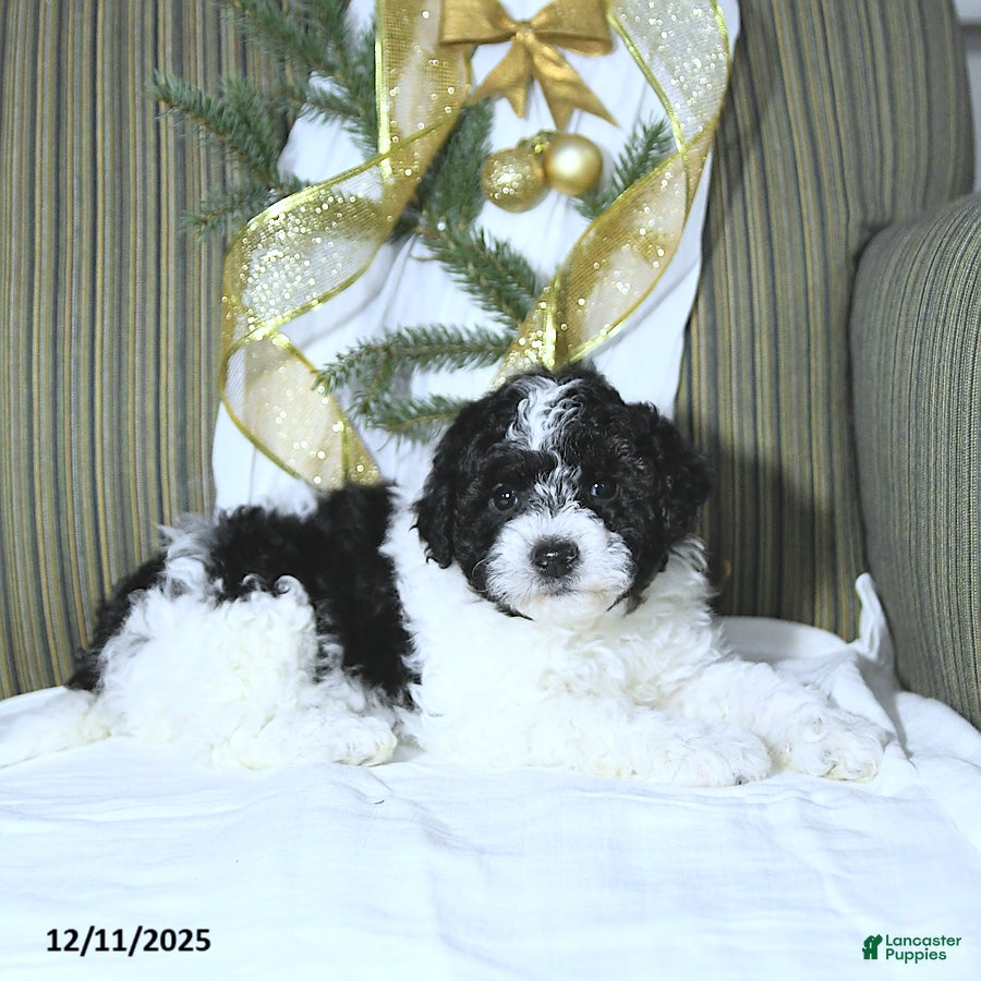 Miniature Poodle dogs Brody - Ad 34