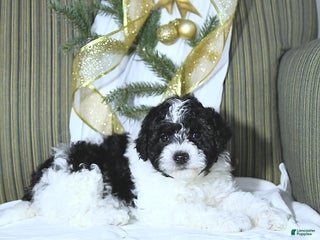 Miniature Poodle dogs Brody - Ad 35
