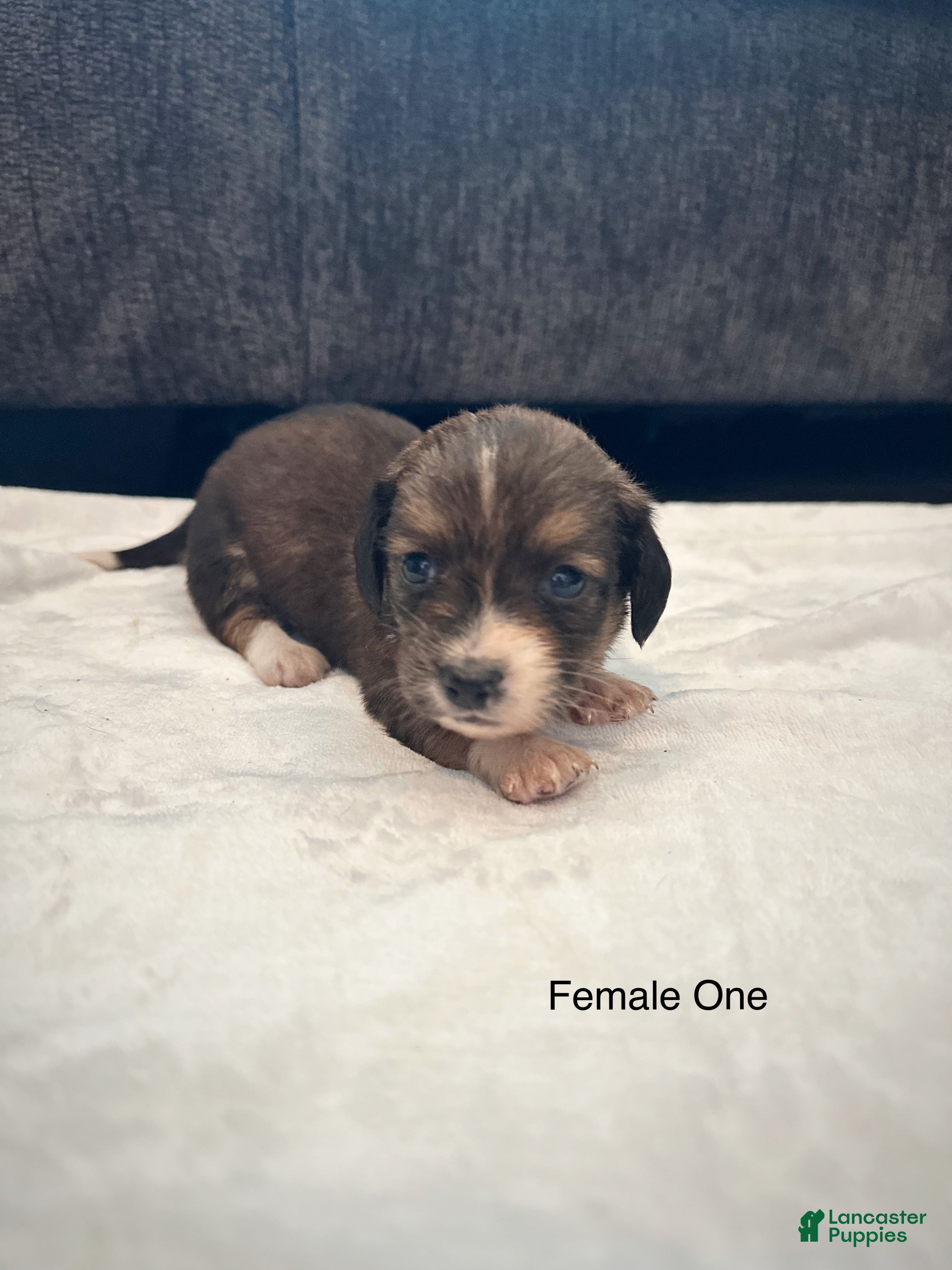 Dachshund dogs Female One - Ad 1