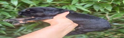 Cocker Spaniel dogs for sale: Cocker Spaniel 1 - Ad 4
