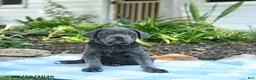Cane Corso dogs for sale: Winnie - Ad 3