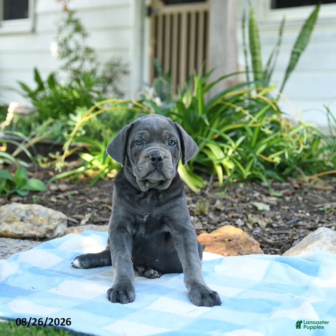 Cane Corso dogs for sale: Winnie - Ad 3