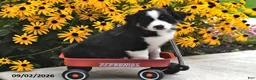 Australian Shepherd dogs for sale: Jake - Ad 4