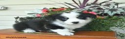 Welsh Corgi Pembroke dogs for sale: Aurther  - Ad 3