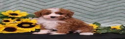 Miniature Poodle dogs for sale: Yessica - Ad 1