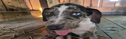 Catahoula Leopard Dog dogs for sale: Tigger 2026 Male 3 - Ad 13