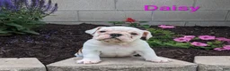 English Bulldog dogs for sale: AKC Daisy  - Ad 4