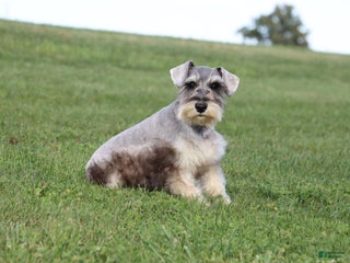 Miniature Schnauzer dogs - Ad 23