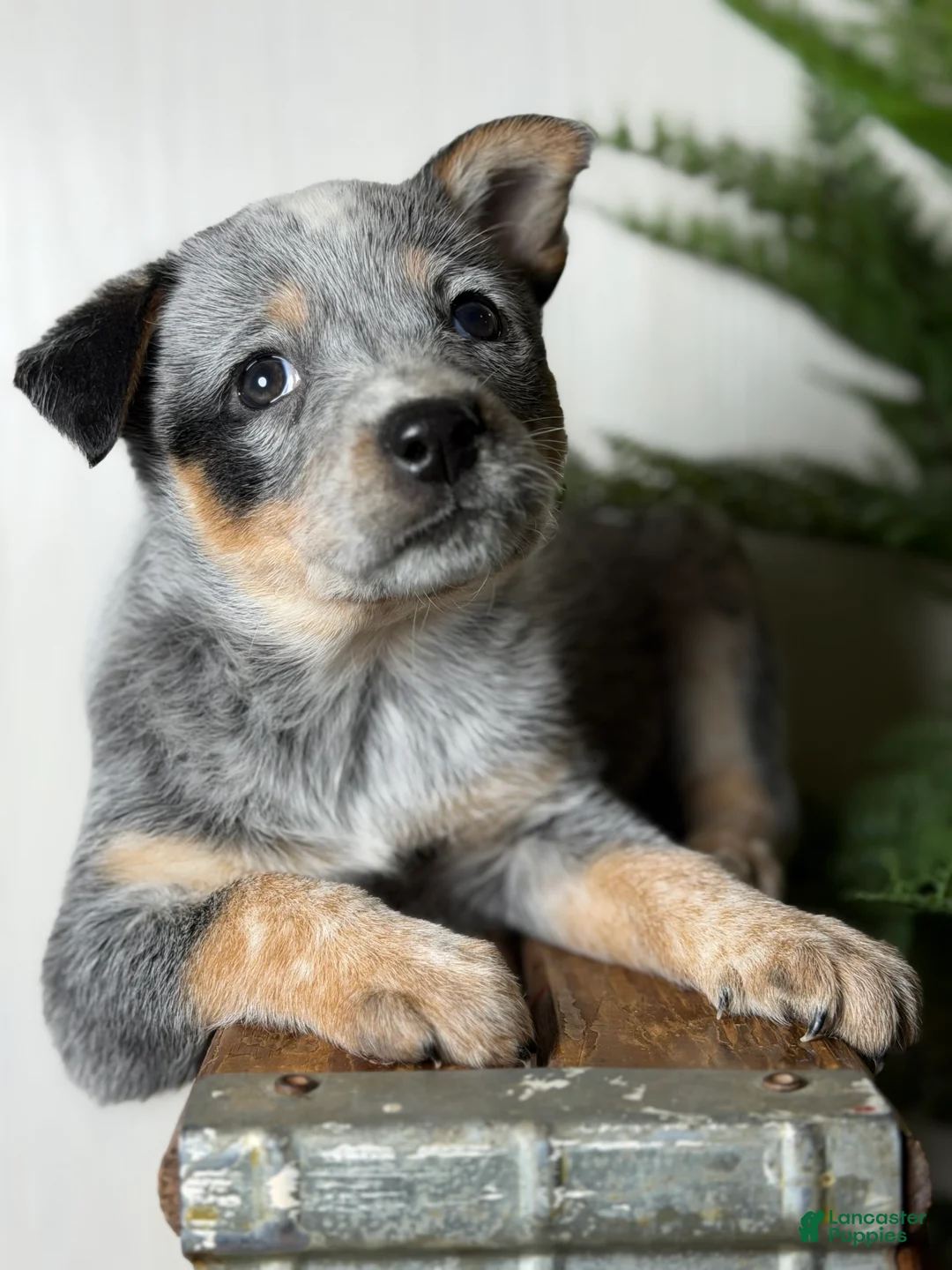 Australian Cattle Dog dogs for sale: Australian Cattle Dog Puppy 6 - Ad 1
