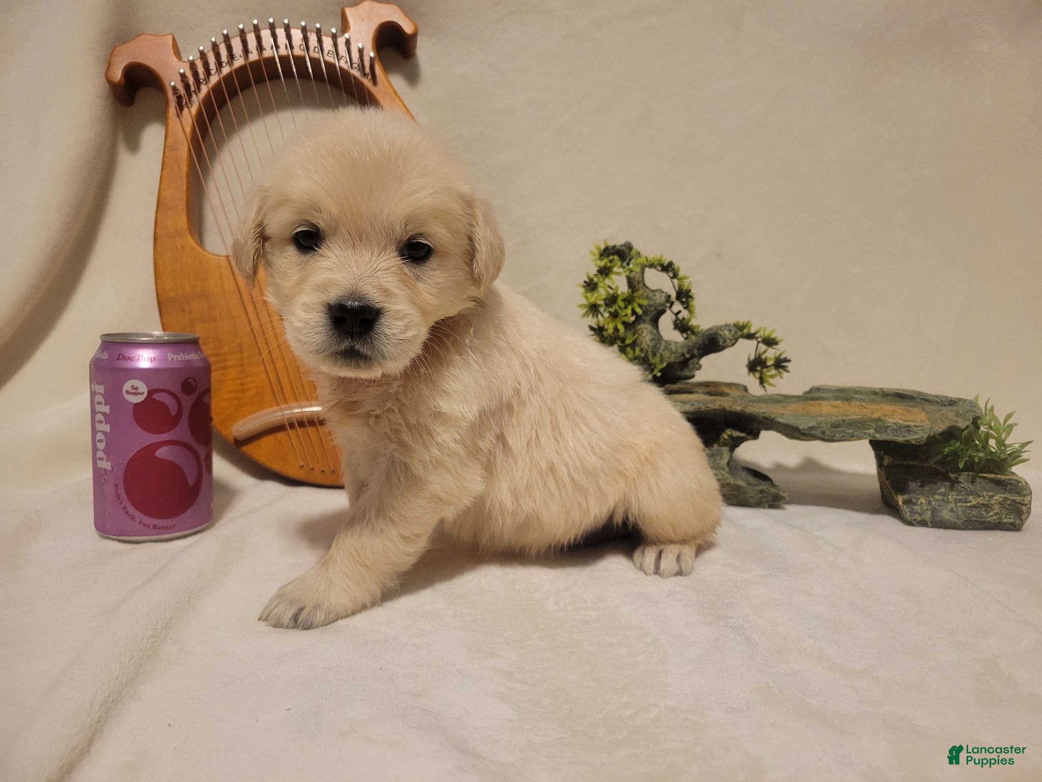 Golden Retriever dogs Champion Sired, Poppi - Ad 20
