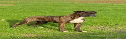 Boxer dogs for sale: Carter - Ad 8