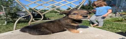 Mixed Breed dogs for sale: Green collar  - Ad 1