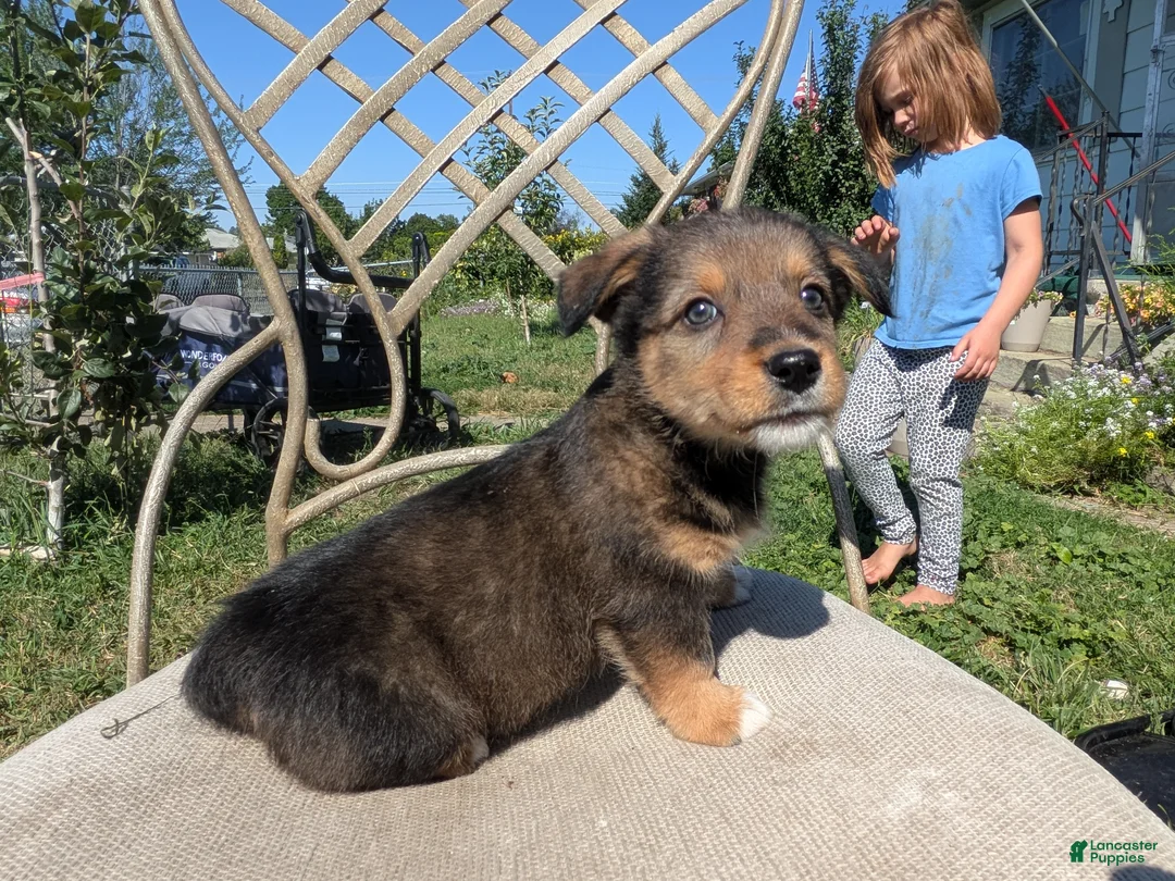 Mixed Breed dogs for sale: Green collar  - Ad 1