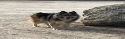 Mixed Breed dogs for sale: Mixed Breed 1 - Ad 4