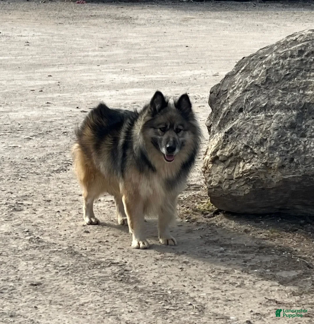 Mixed Breed dogs for sale: Mixed Breed 1 - Ad 4