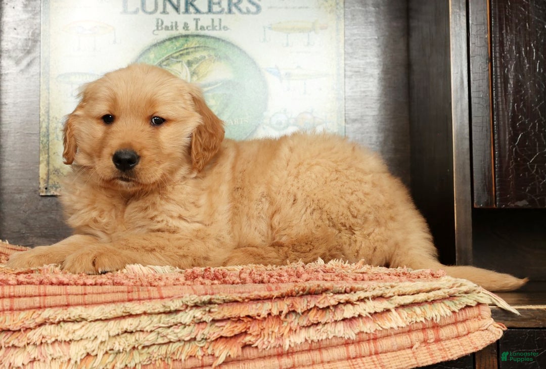 Golden Retriever dogs for sale: Floyd - Ad 5