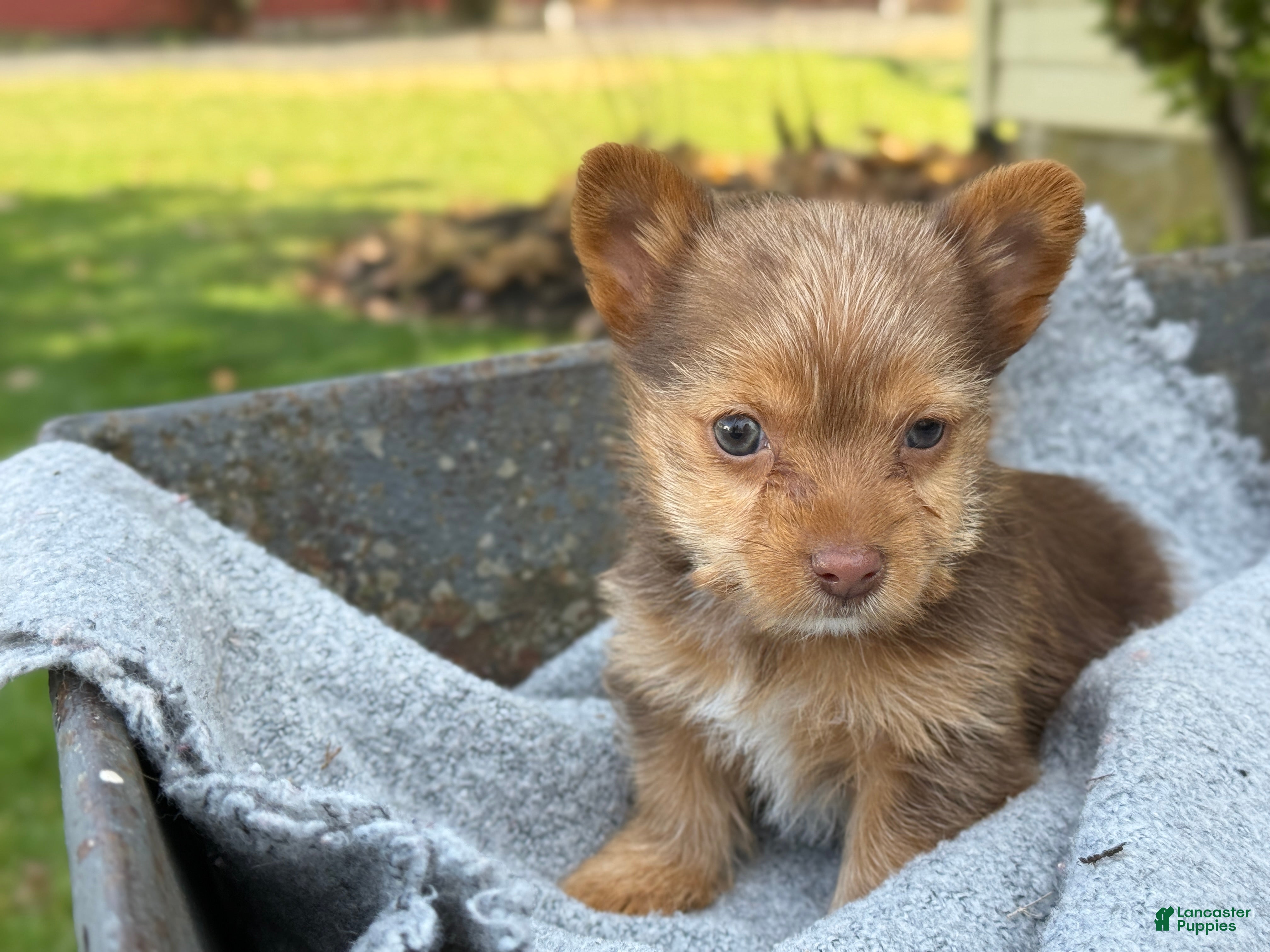 Yorkshire Terrier dogs Mittens - Ad 8