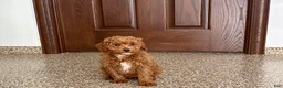 Cavapoo dogs for sale: Cavapoo F1b Male Puppy 2 - Ad 6