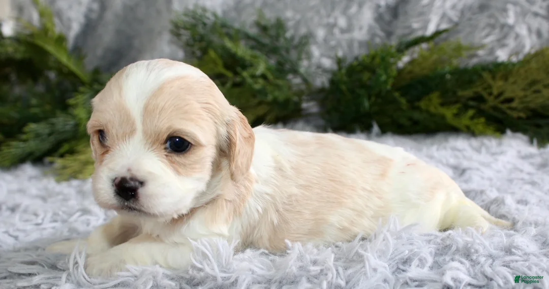 Cavachon dogs for sale: Cavachon Puppy 2 - Ad 1