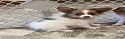 Papillon dogs for sale: Ricky - Ad 10